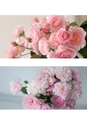 ROSE FARM KEIJI ばら作家、國枝啓司のばら園  collection 2015