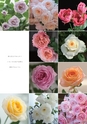 ROSE FARM KEIJI ばら作家、國枝啓司のばら園  collection 2015