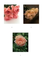 ROSE FARM KEIJI ばら作家、國枝啓司のばら園  collection 2015