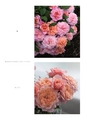 ROSE FARM KEIJI ばら作家、國枝啓司のばら園  collection 2015