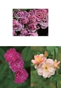 ROSE FARM KEIJI ばら作家、國枝啓司のばら園  collection 2015
