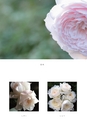 ROSE FARM KEIJI ばら作家、國枝啓司のばら園  collection 2015