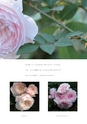 ROSE FARM KEIJI ばら作家、國枝啓司のばら園  collection 2015
