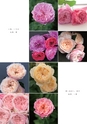 ROSE FARM KEIJI ばら作家、國枝啓司のばら園  collection 2015