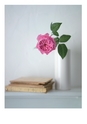 ROSE FARM KEIJI ばら作家、國枝啓司のばら園  collection 2015