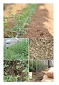 ROSE FARM KEIJI ばら作家、國枝啓司のばら園  collection 2015
