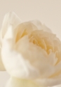ROSE FARM KEIJI ばら作家、國枝啓司のばら園  collection 2015
