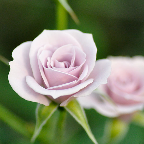 Rose Farm KEIJI | ばら作家、國枝啓司が生み出す「和ばら」を